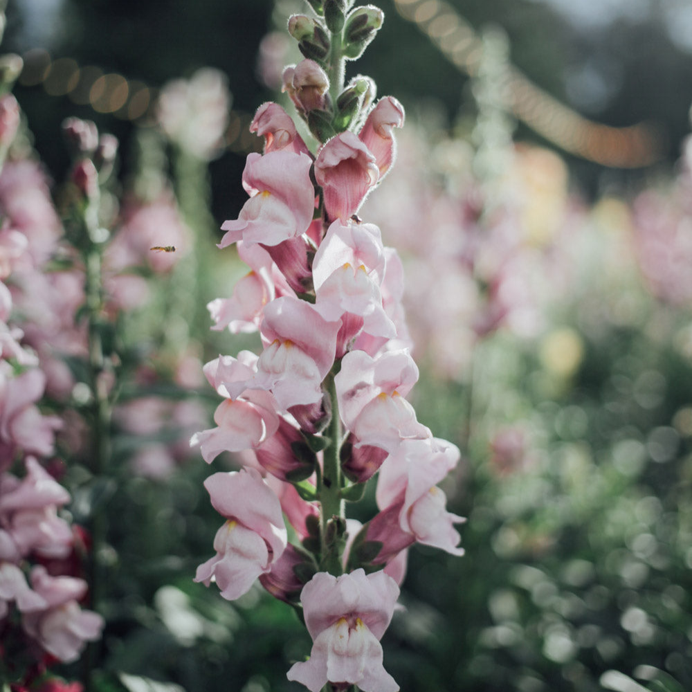 Potomac Lavender Snapdragon Seeds