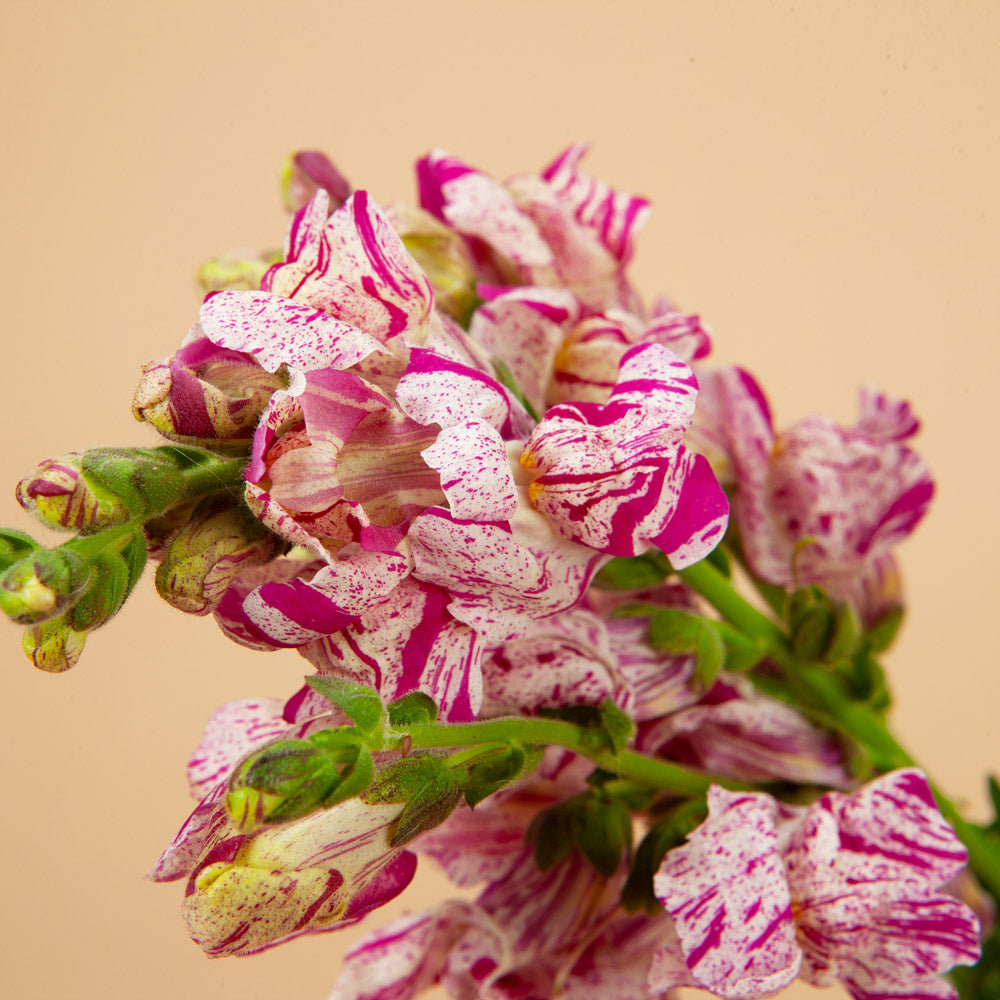 snapdragon flower from seed Purple Twist Snapdragon Summer Annual Flower Seeds