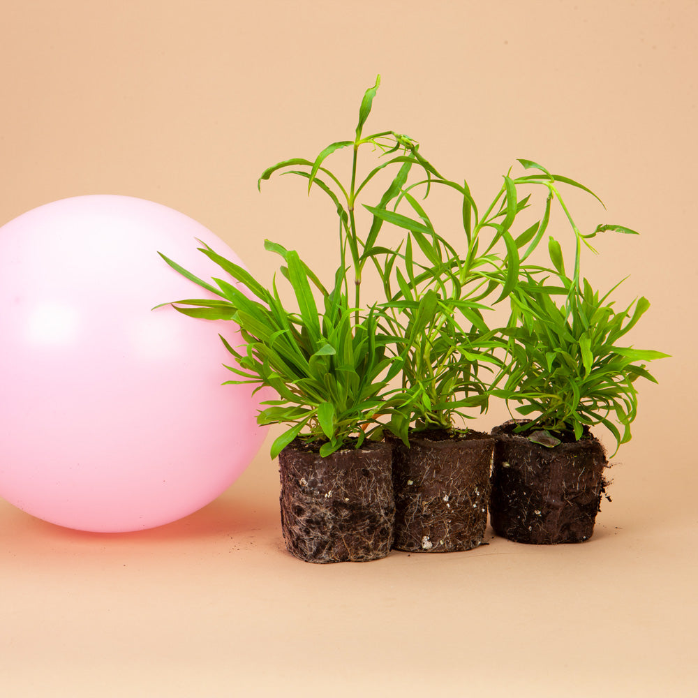 My Pink Baby's Breath Plants