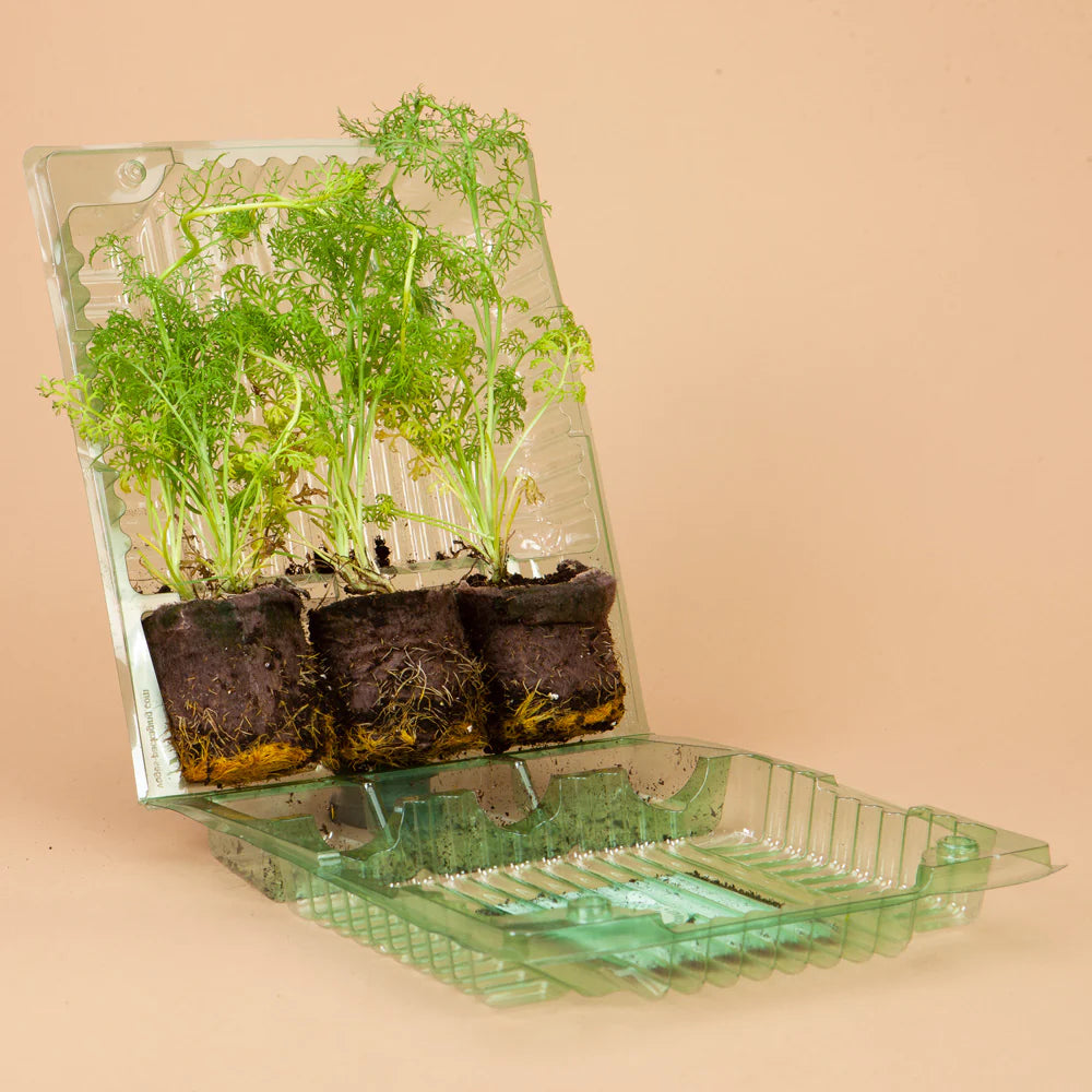 Sunny Window Box Kit: 12 Plants