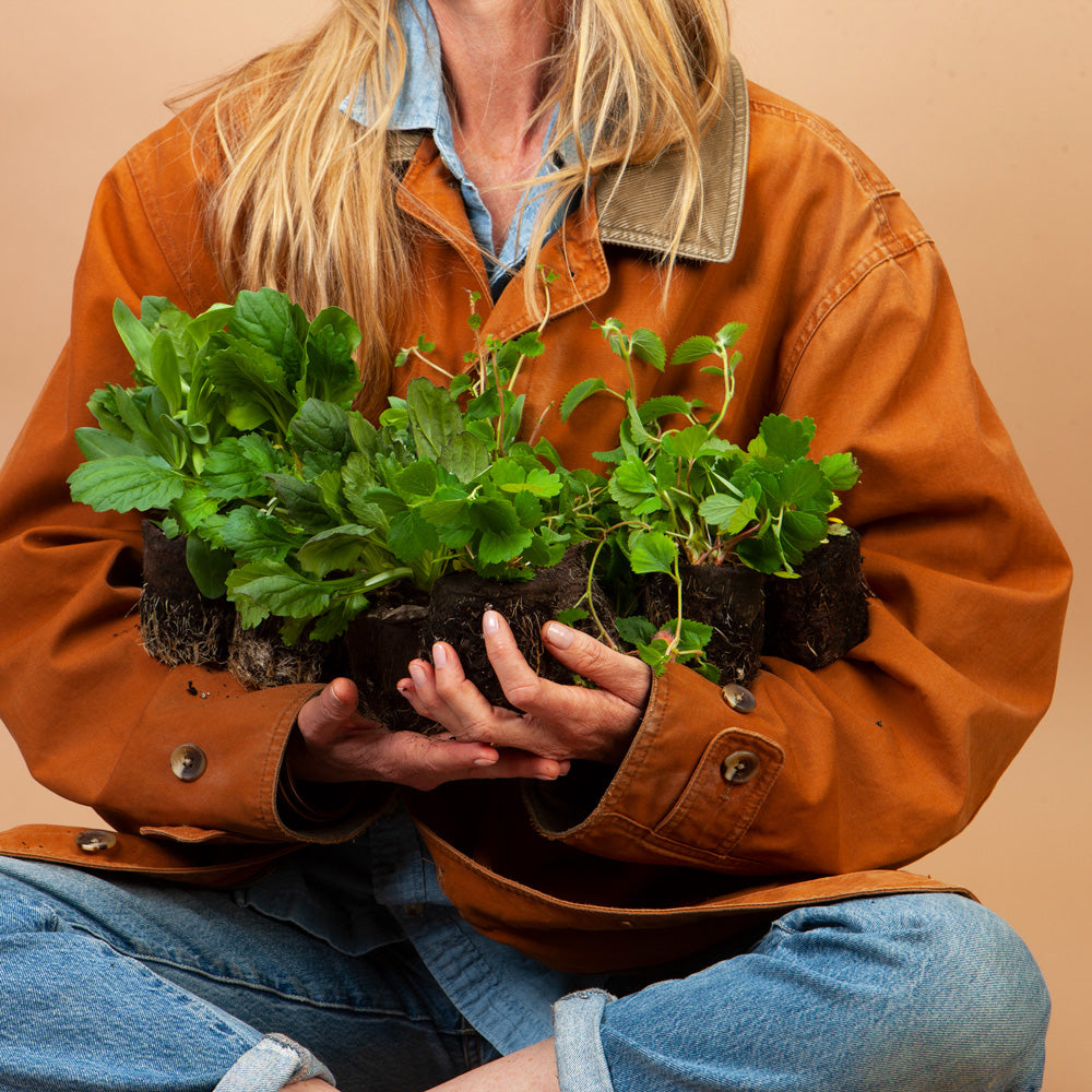 Escarole Eliance Chicory Plants