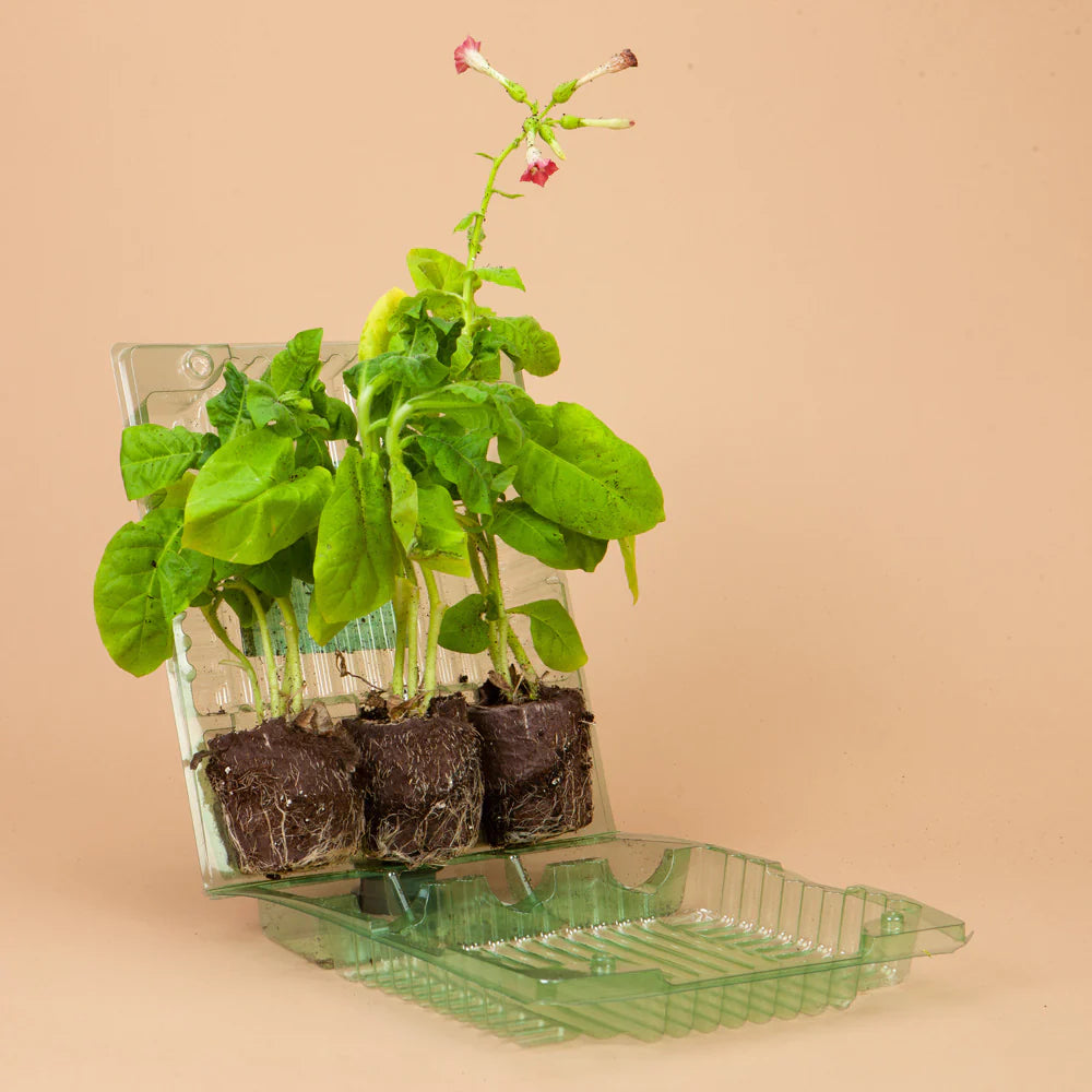 perfume plants indoor Perfume Bright Rose Nicotiana Plants