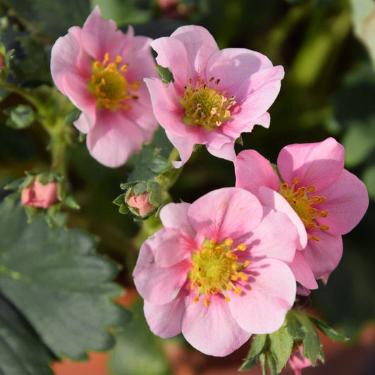 Pink Everbearing Strawberry Gasana Plants