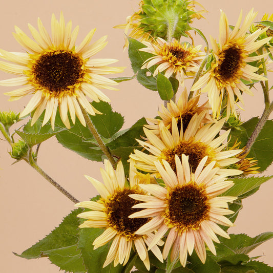 Astra Rose Cream Sunflower Plants