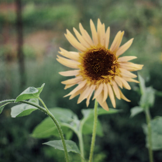 Astra Rose Cream Sunflower Plants