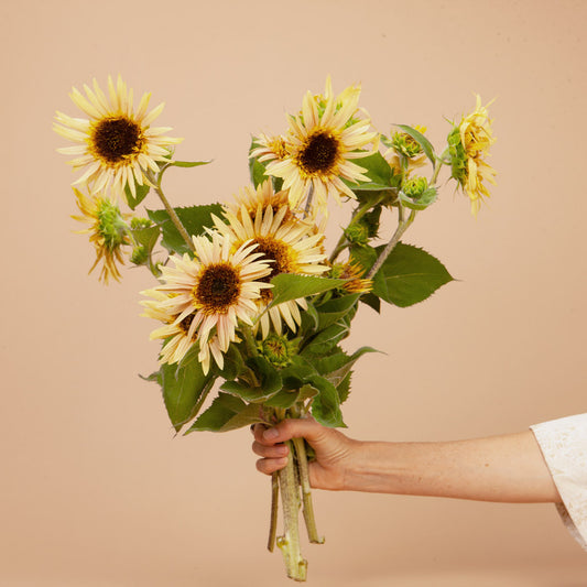 Astra Rose Cream Sunflower Seeds