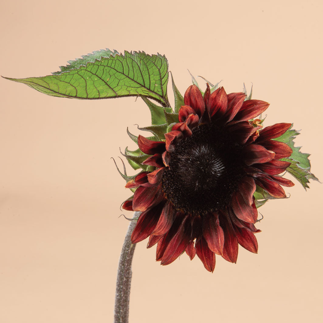 ProCut Red Sunflower Seeds