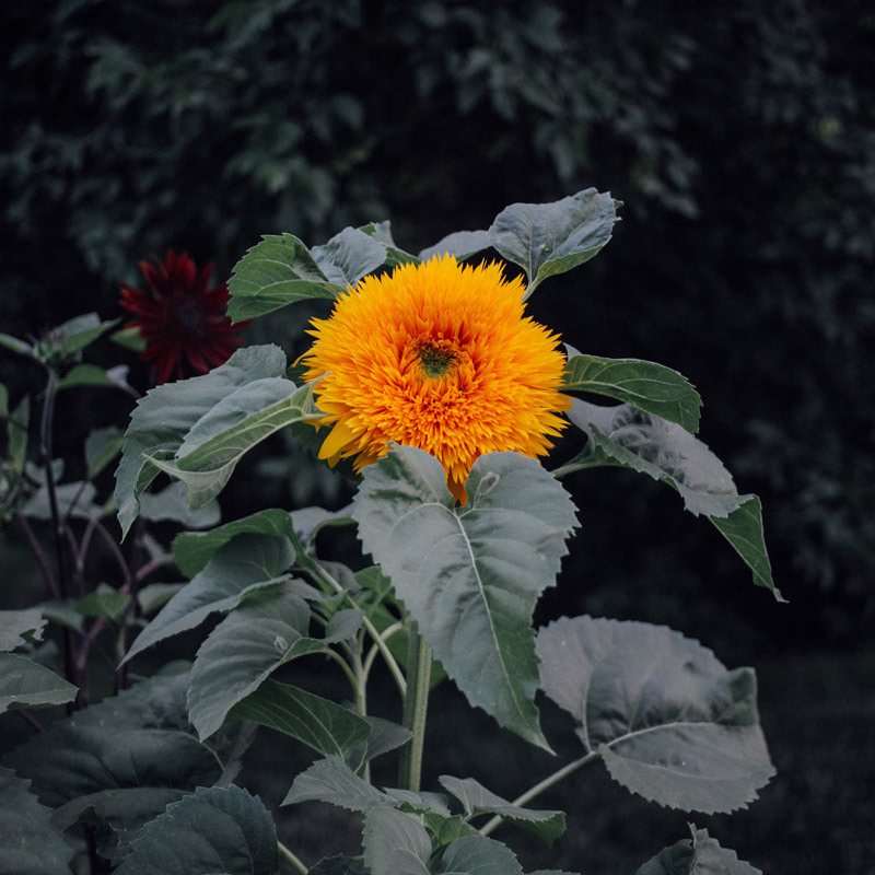 Teddy Bear Sunflower Seeds