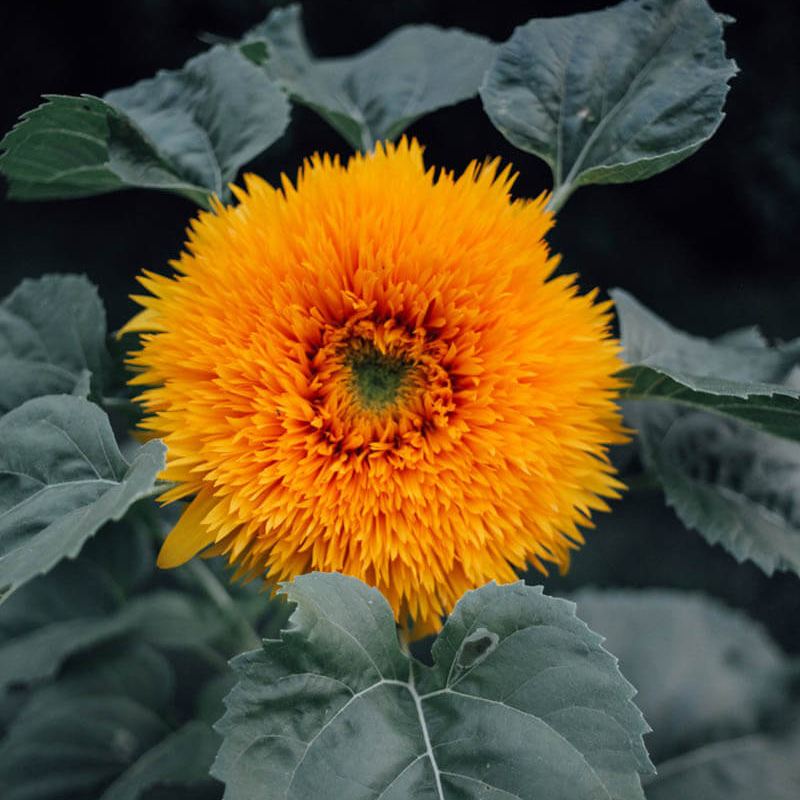 Teddy Bear Sunflower Seeds