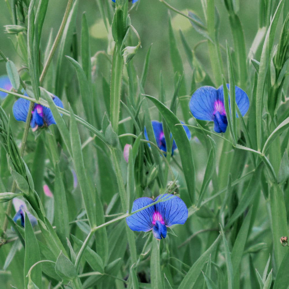 Sweet Pea Mix Seed Bundle