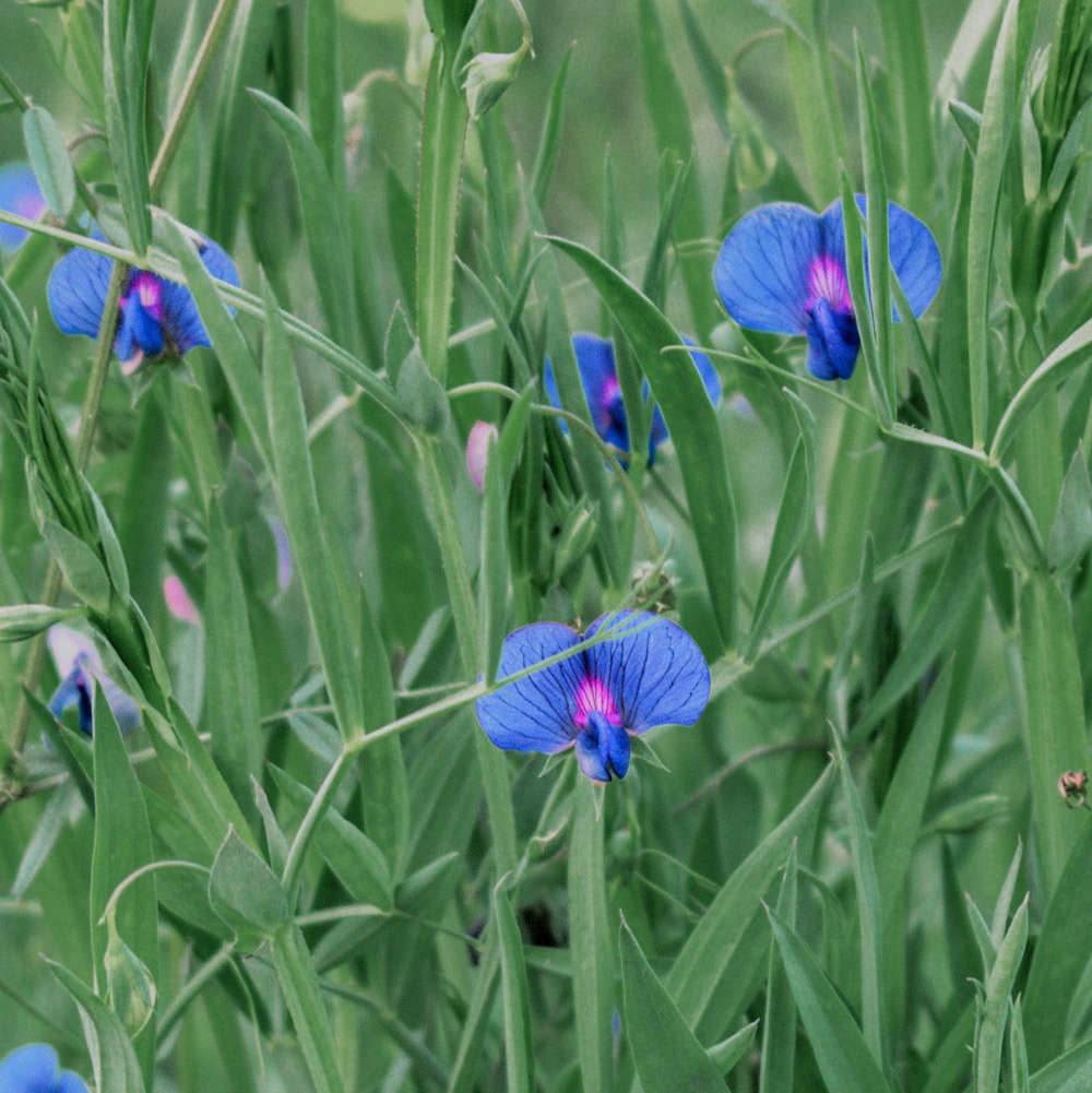 Sweet Pea Azureus Seeds