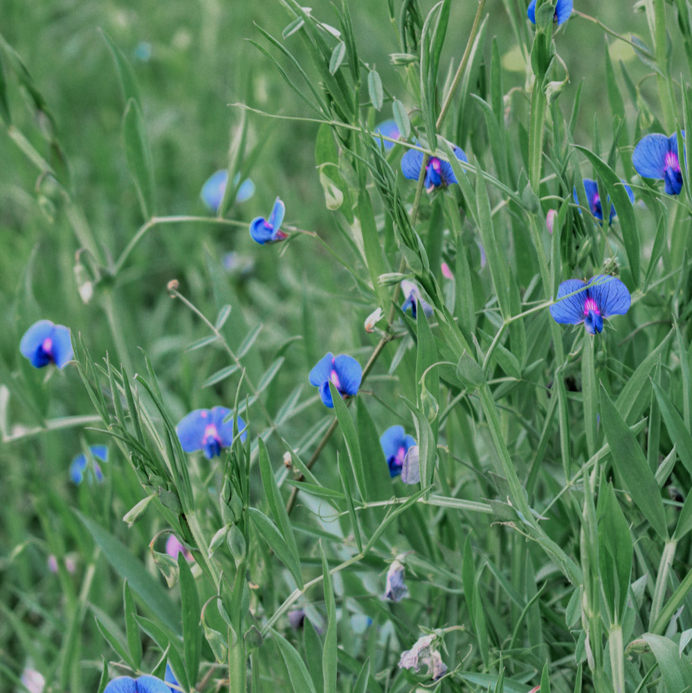 Sweet Pea Mix Seed Bundle