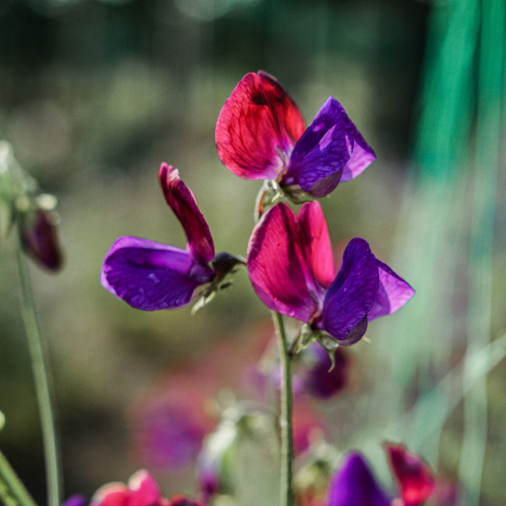 Sweet Pea Mix Seed Bundle