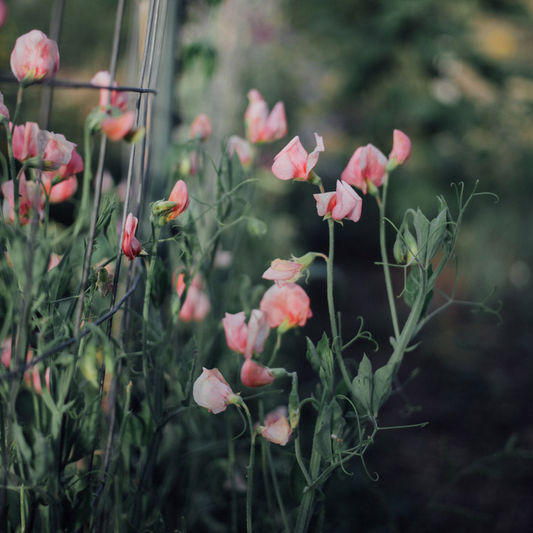 Mammoth Salmon Cream Sweet Pea Seeds