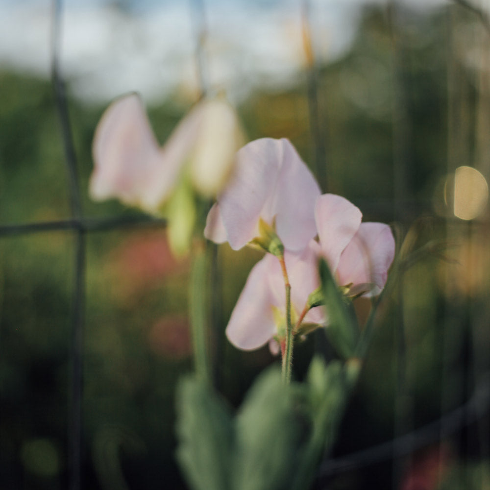 Sweet Pea Mix Seed Bundle