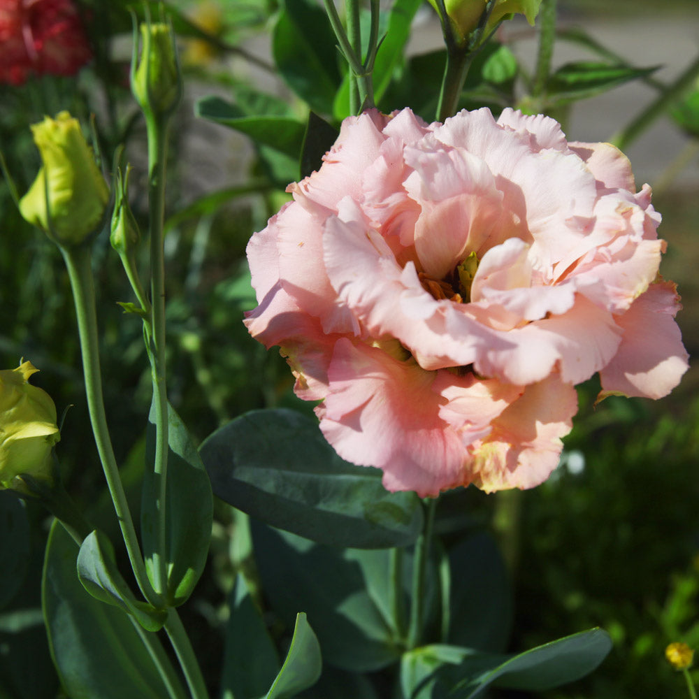 Light Apricot Voyage 2 Lisianthus Plants