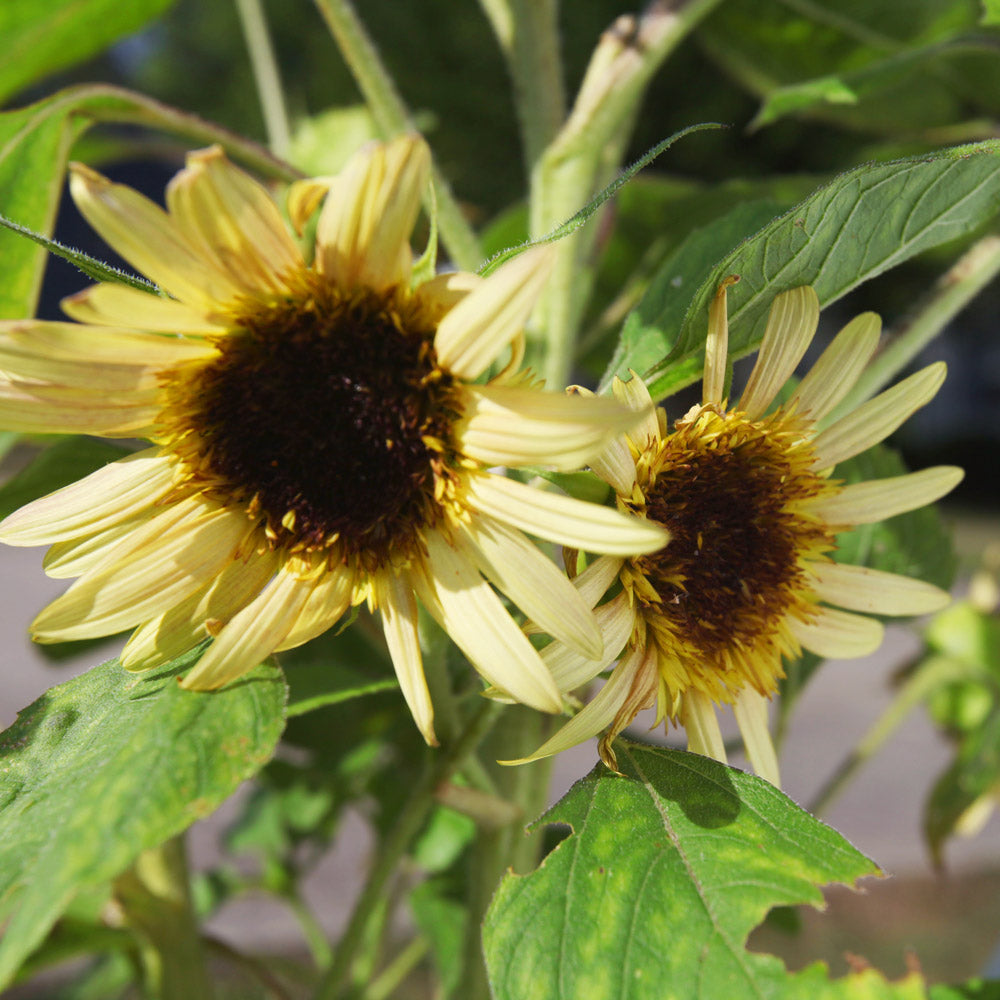 Astra Rose Cream Sunflower Plants