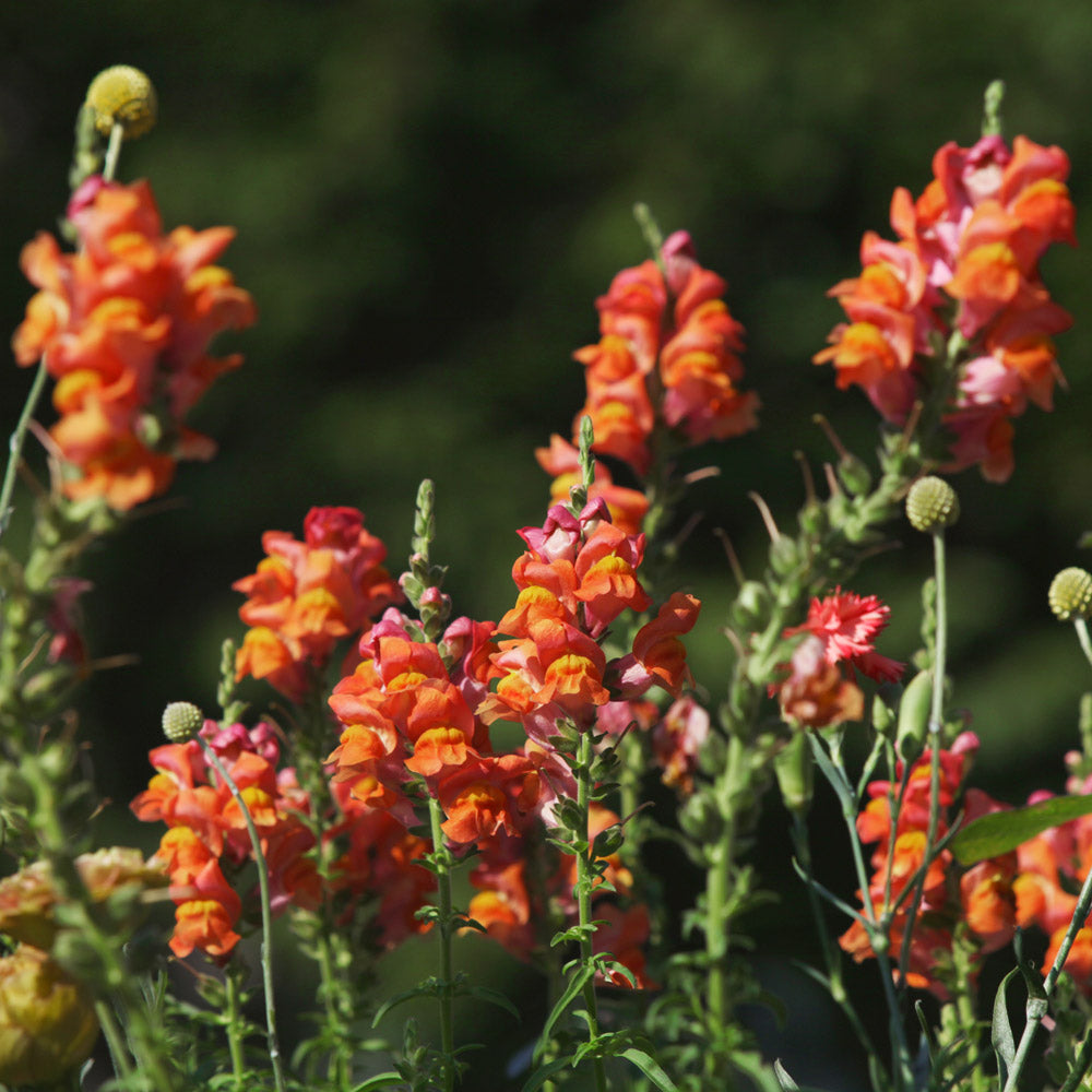 Potomac Dark Orange Snapdragon Plants