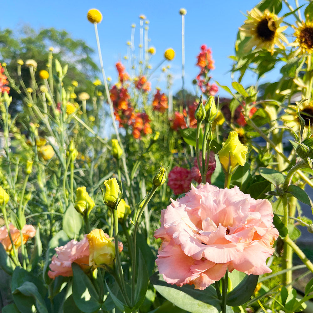 The Topaz Capsule Garden: 24 Plants