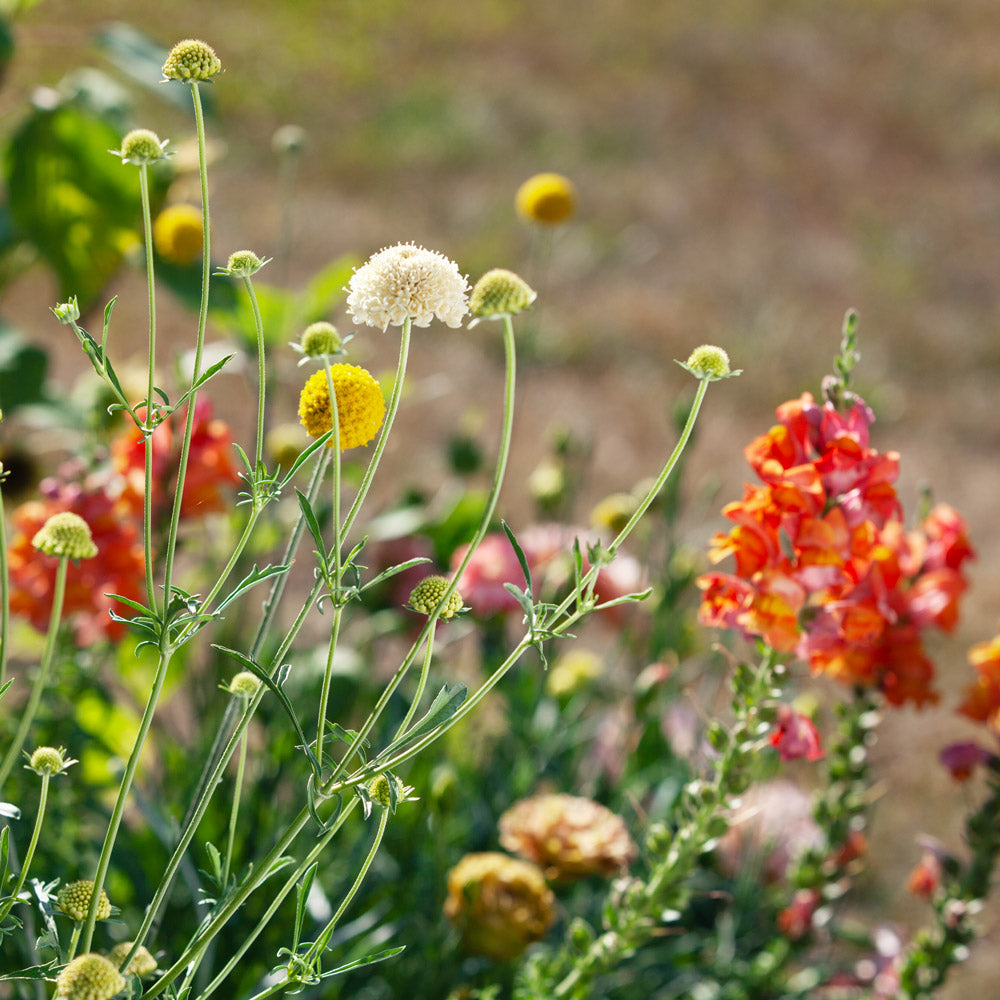 The Topaz Capsule Garden: 24 Plants