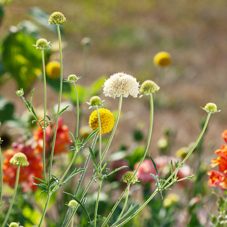 Fata Morgana Scabiosa Plants