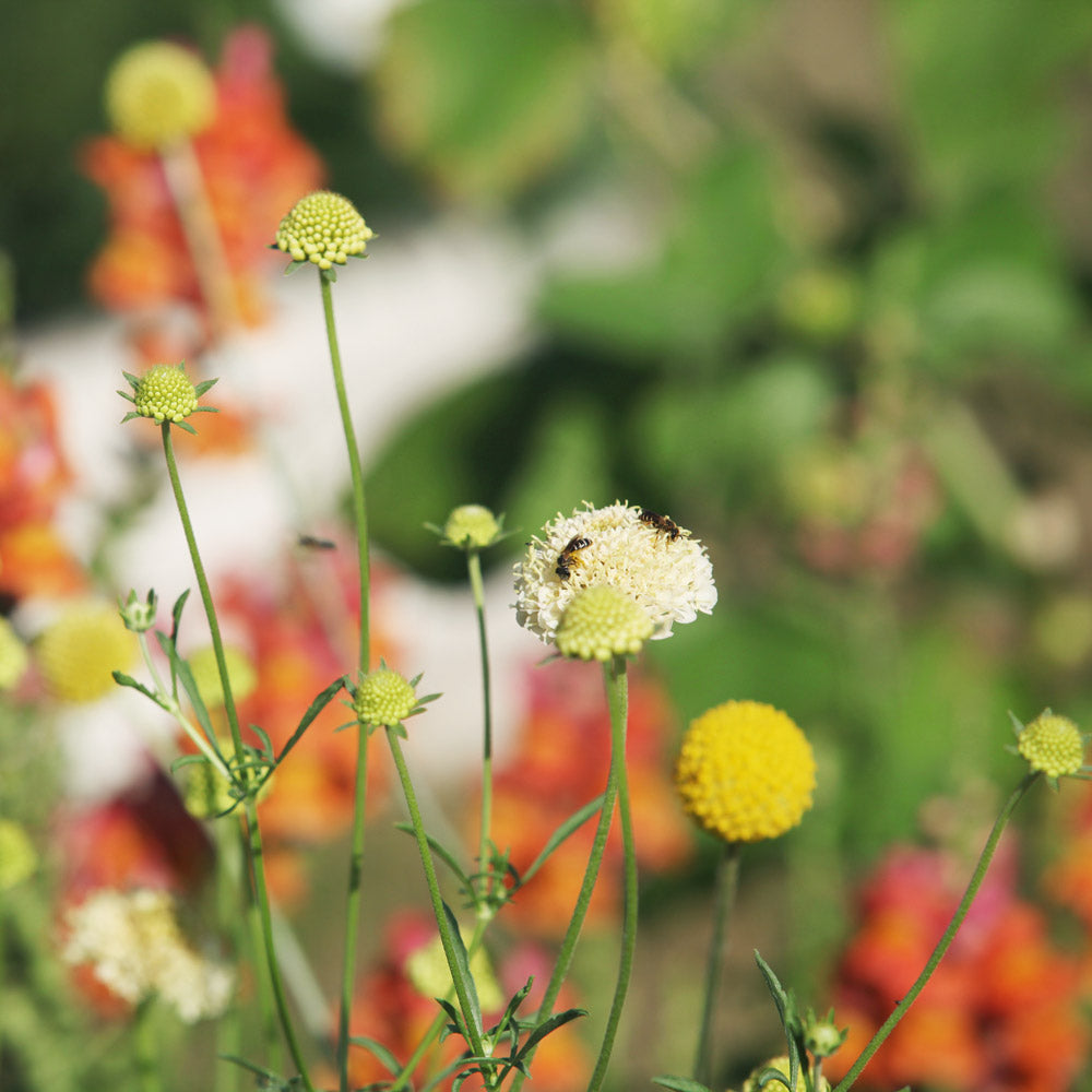 The Topaz Capsule Garden: 24 Plants