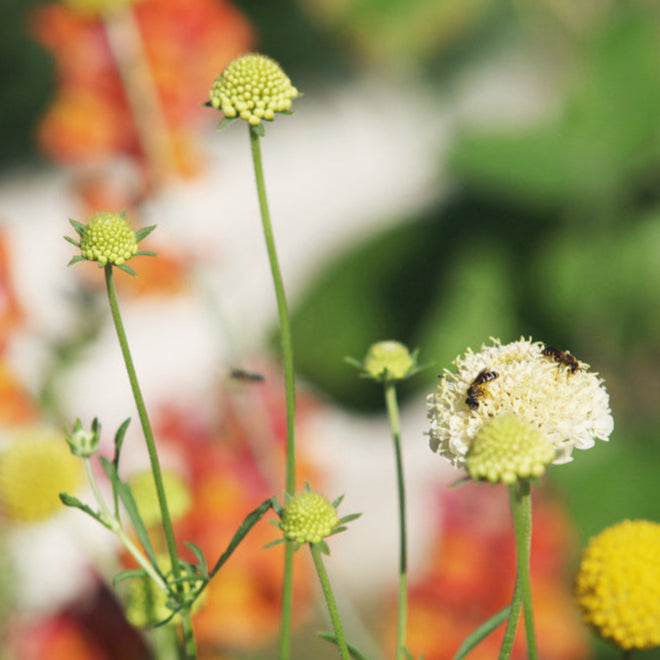 Fata Morgana Scabiosa Plants