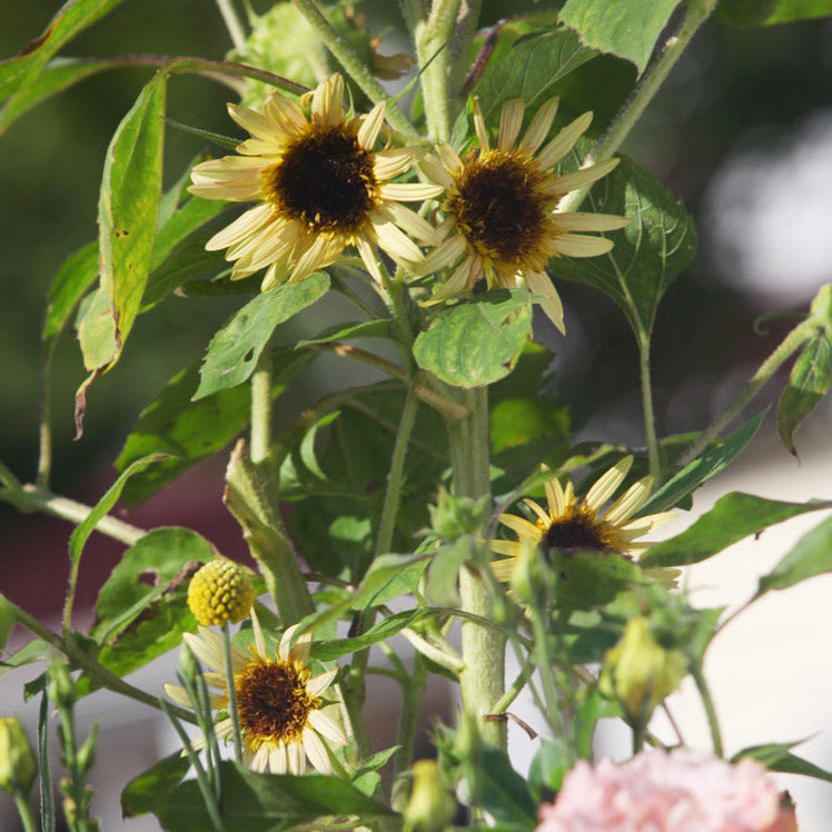 Astra Rose Cream Sunflower Plants