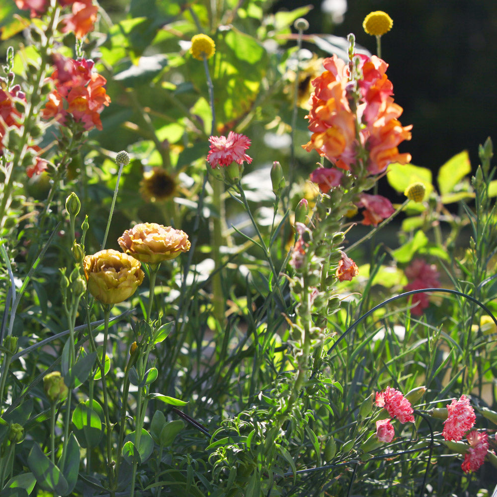 The Topaz Capsule Garden: 24 Plants