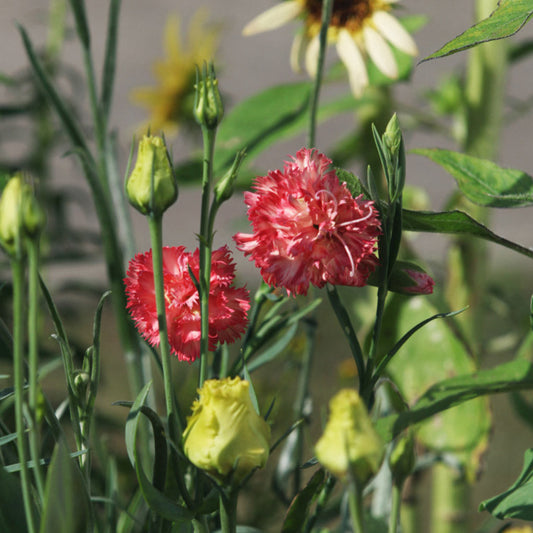 Orange Sherbet Chaubaud Dianthus Plants