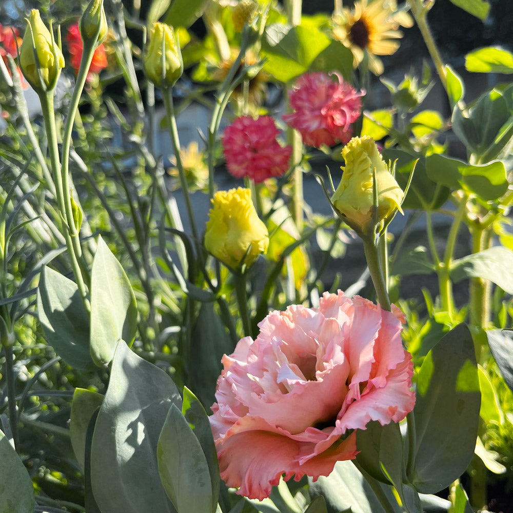 The Topaz Capsule Garden: 24 Plants