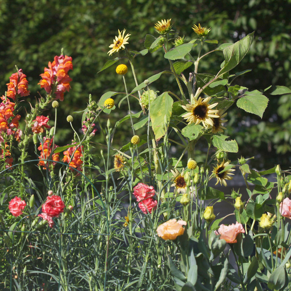 The Topaz Capsule Garden: 24 Plants