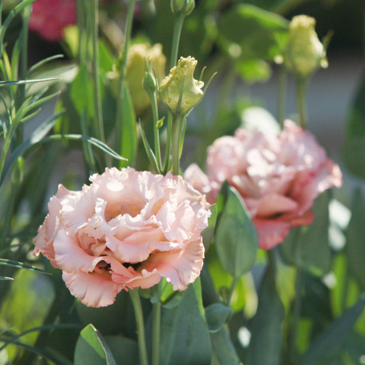 Light Apricot Voyage 2 Lisianthus Plants