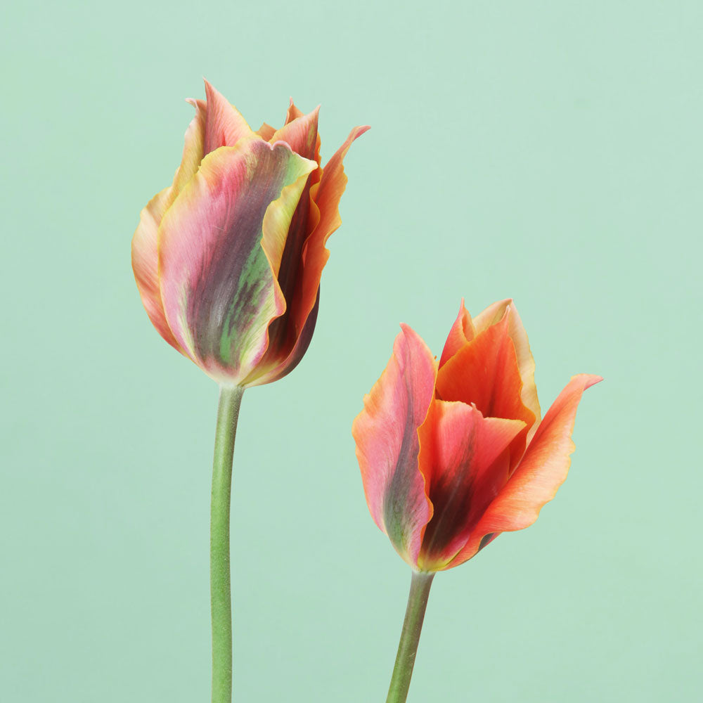 Artist Tulip Bulbs
