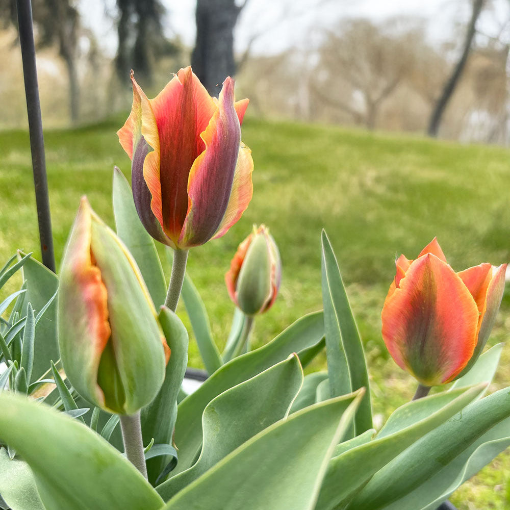 Artist Tulip Bulbs