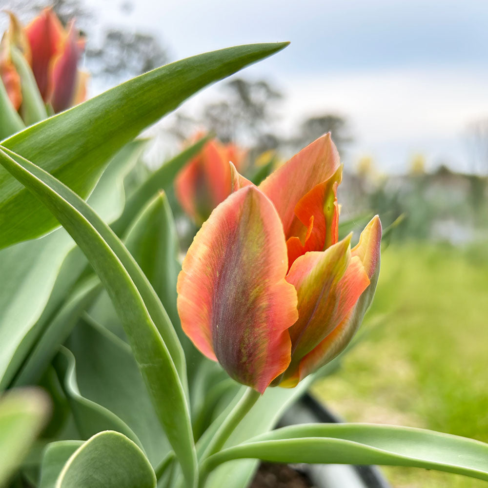 Artist Tulip Bulbs