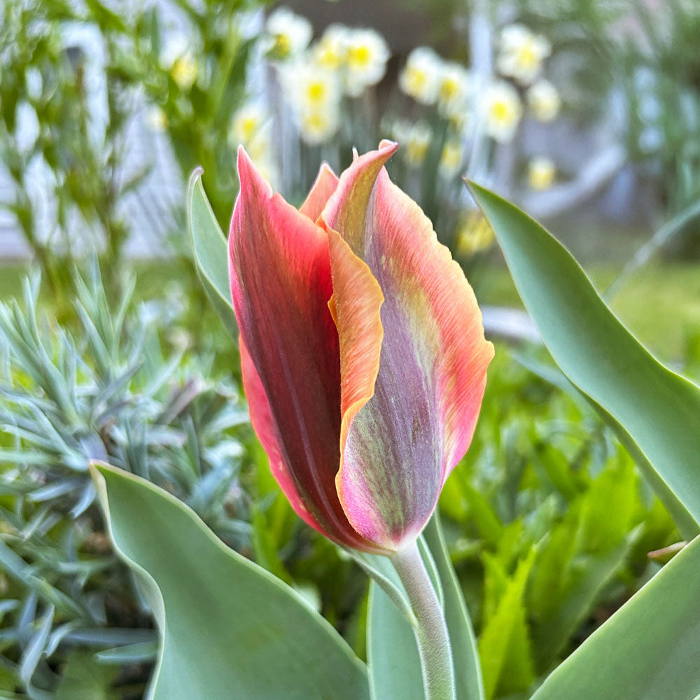 Artist Tulip Bulbs