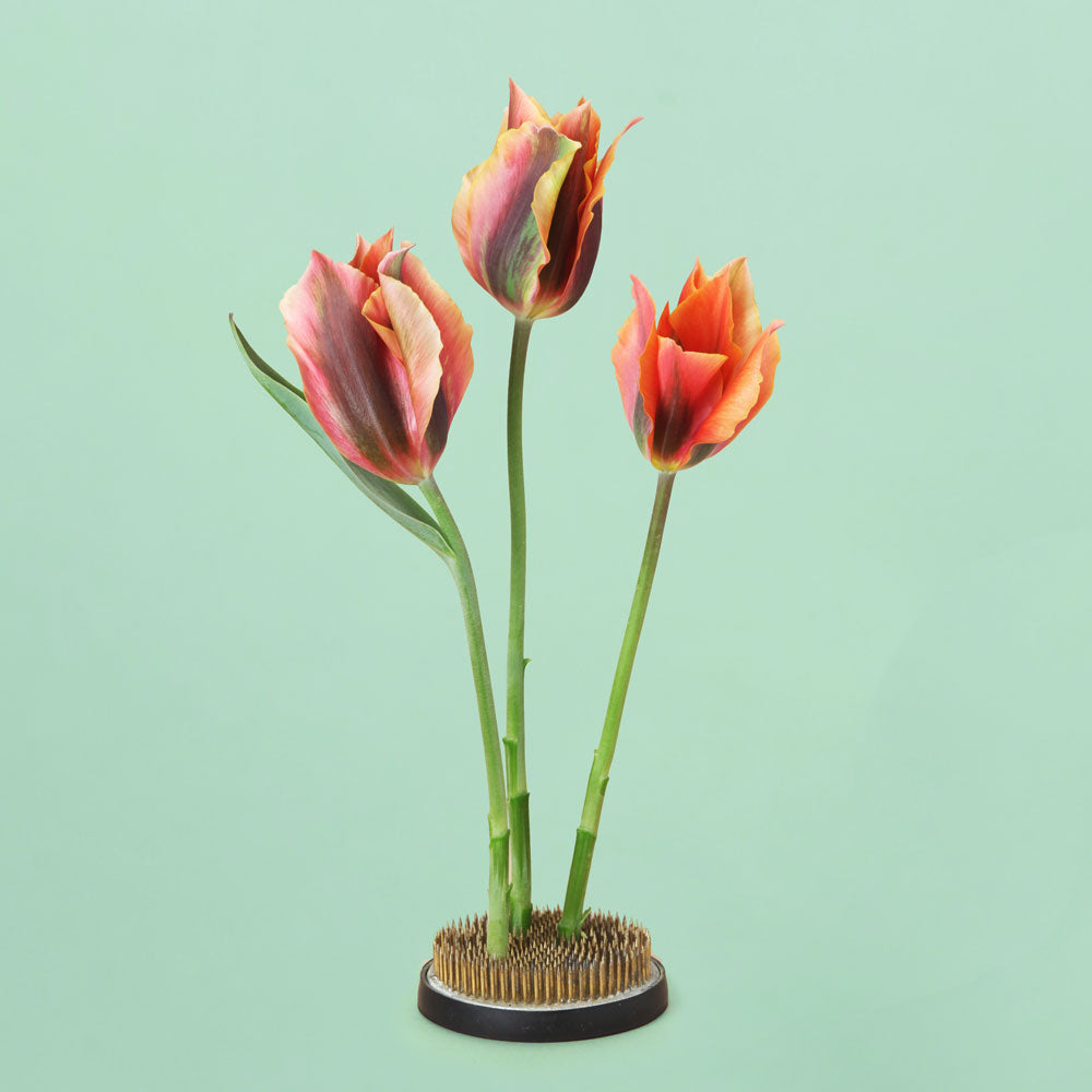 Artist Tulip Bulbs