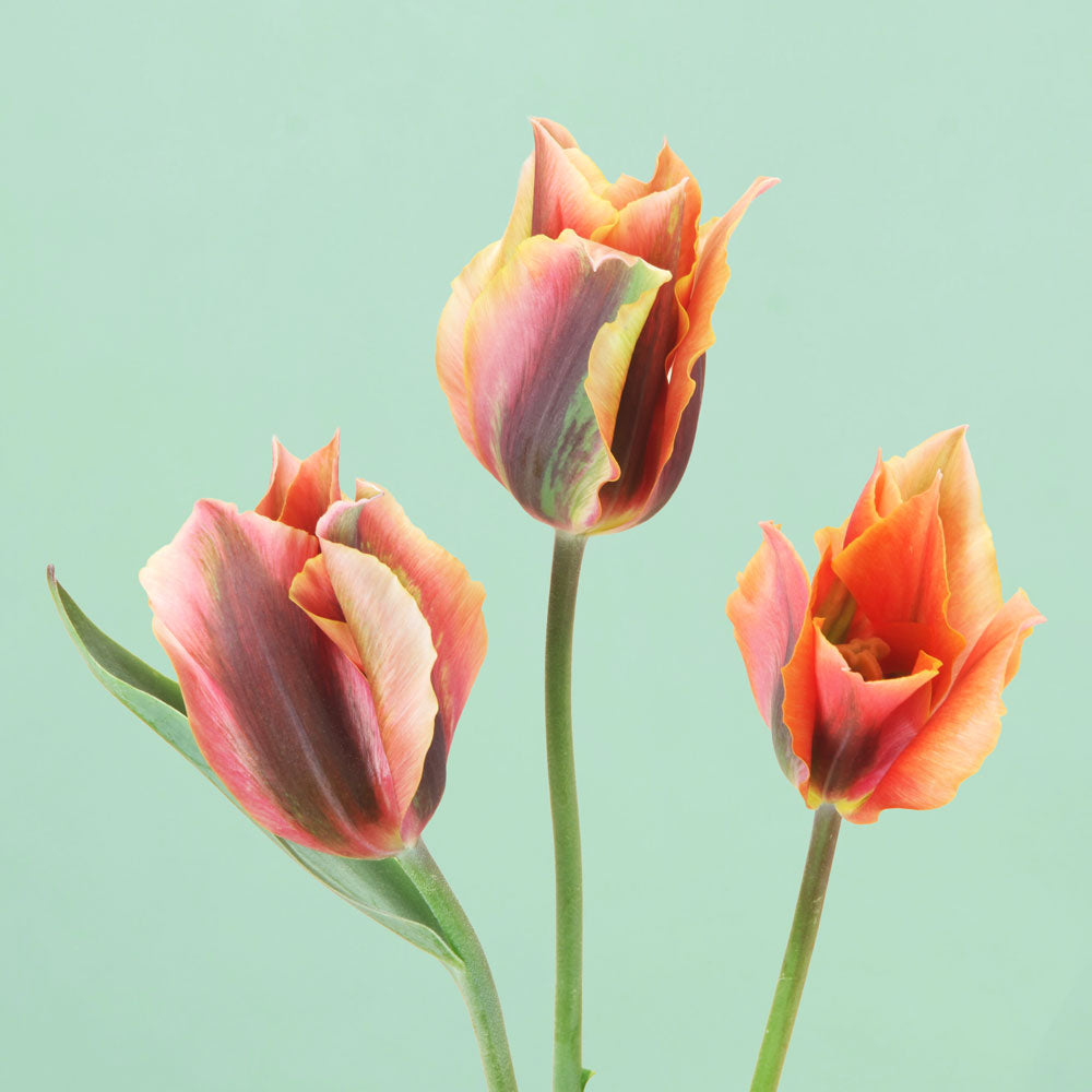 Artist Tulip Bulbs