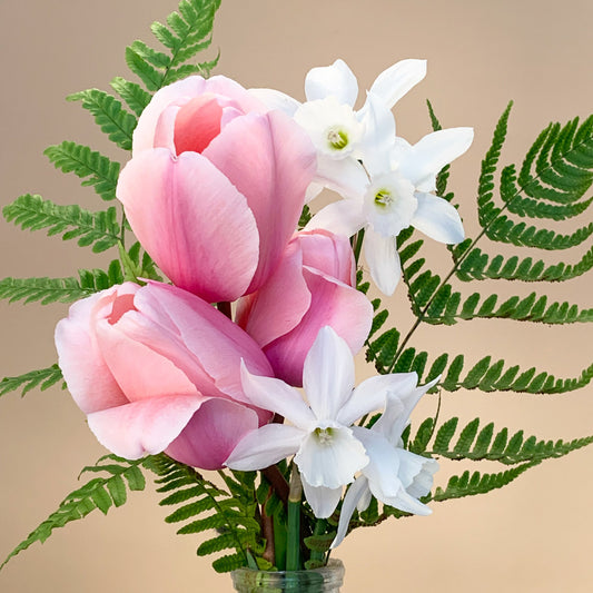 Salmon Impression Tulip Bulbs