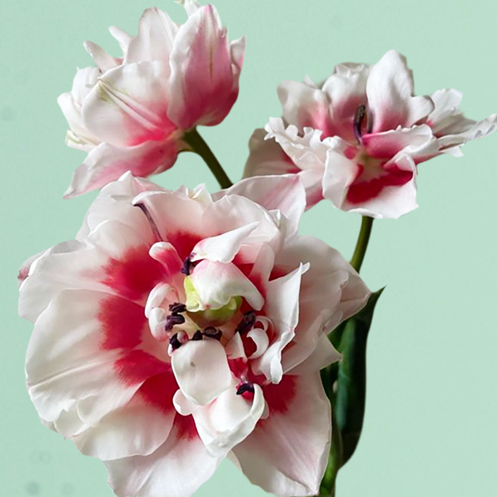 Sambuca Pre-Chilled Tulip Bulbs