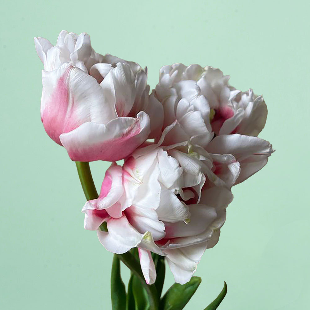 Sambuca Pre-Chilled Tulip Bulbs