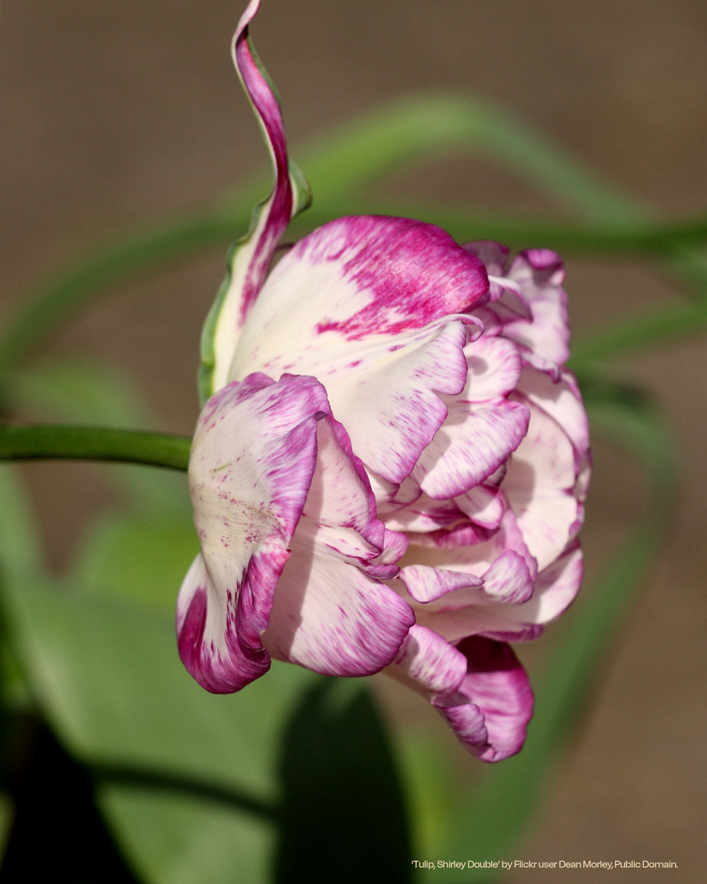 Shirley Double Tulip Bulbs