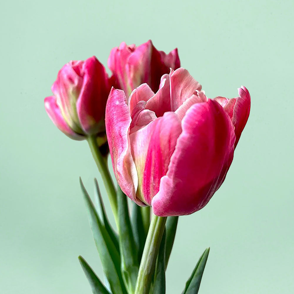 Verona Sunrise Pre-Chilled Tulip Bulbs