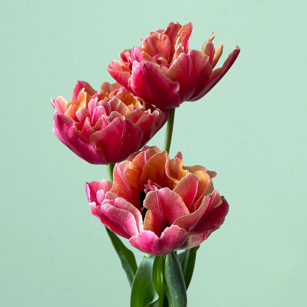 Verona Sunrise Pre-Chilled Tulip Bulbs
