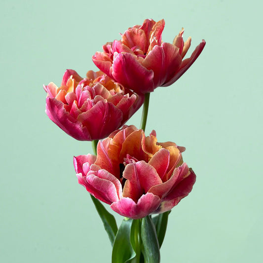 Verona Sunrise Pre-Chilled Tulip Bulbs
