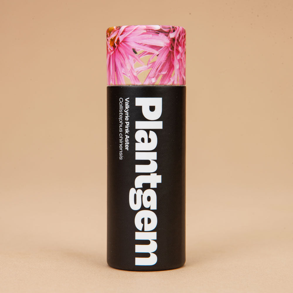 Valkyrie Pink Aster Seeds