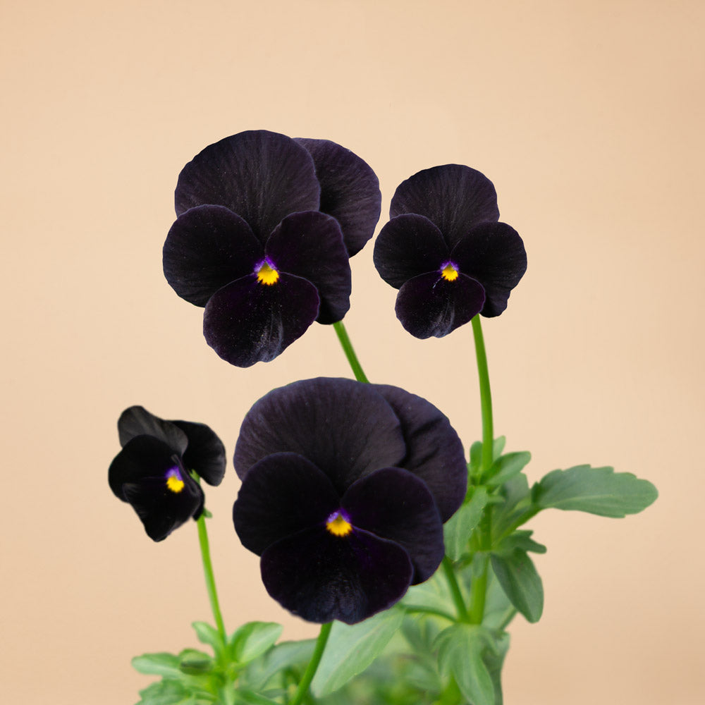 Black and White Viola Bundle: 6 Plants