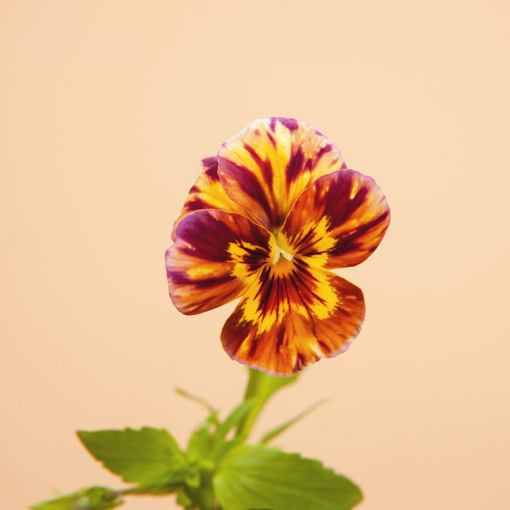 Viola Trio: 9 Plants