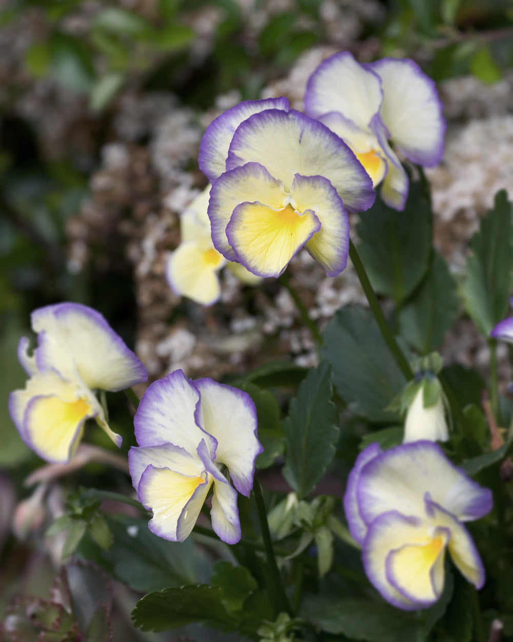 Etain Viola Plants